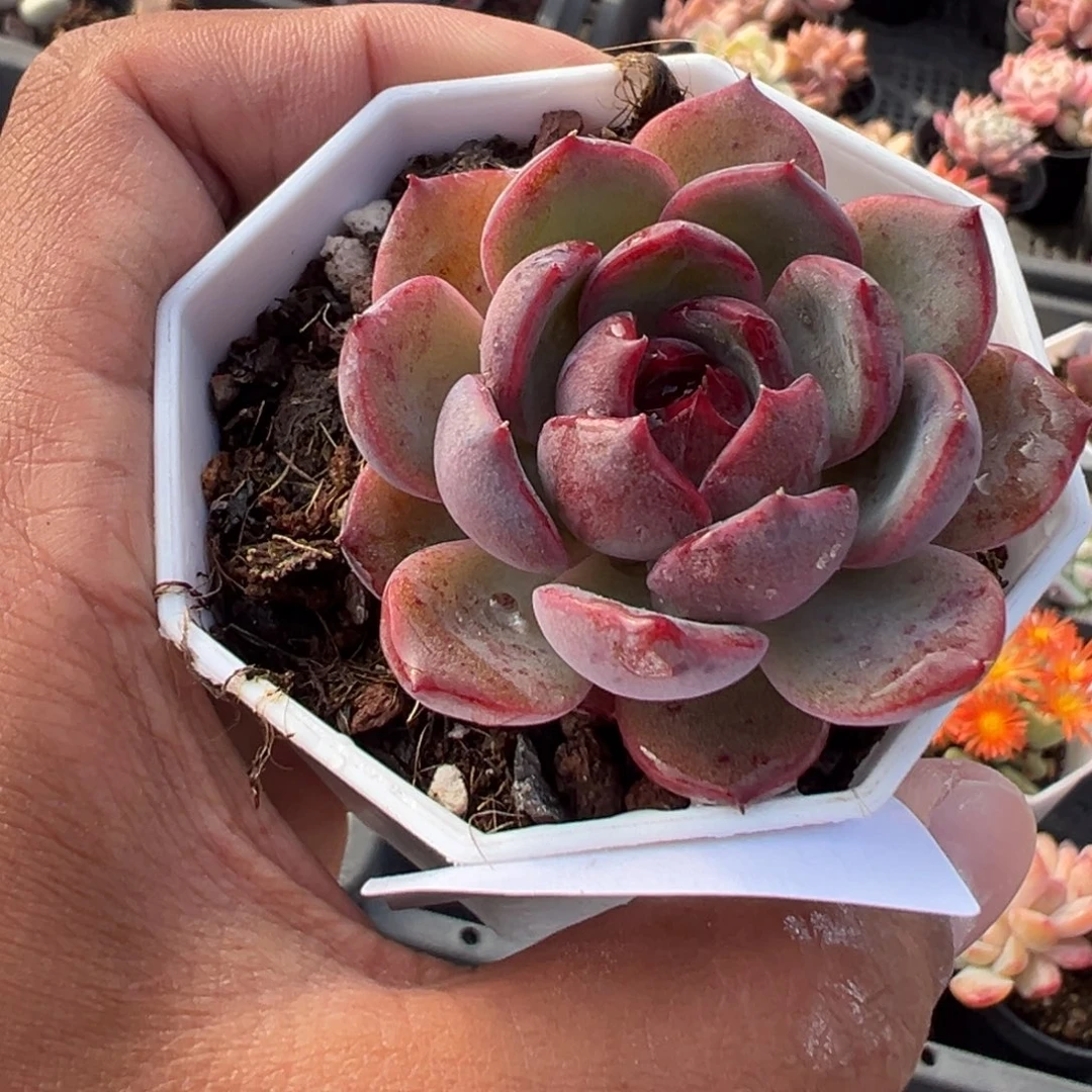 122号墨玉一物一拍满18包邮满26送一颗多肉