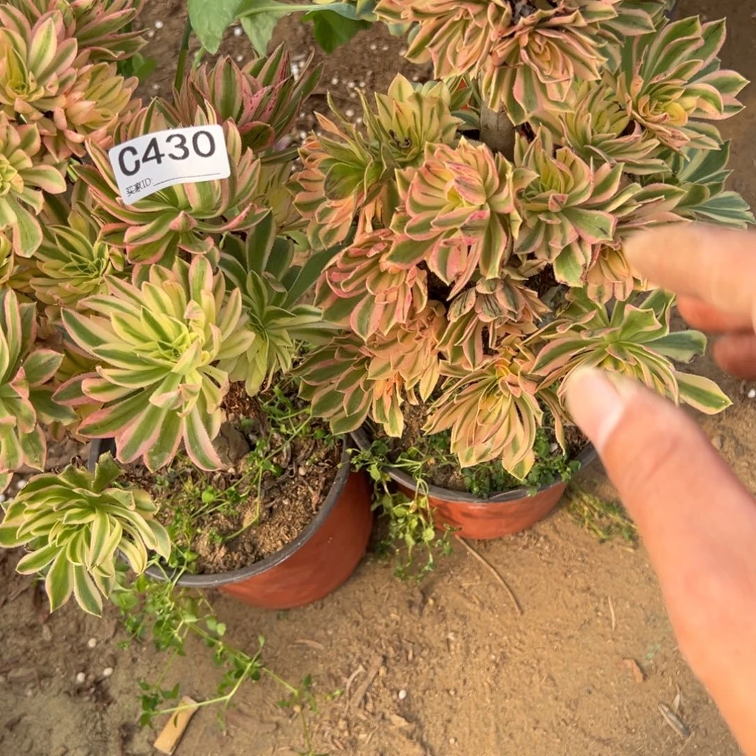 ＆***◕430两颗组合多肉植物法师
