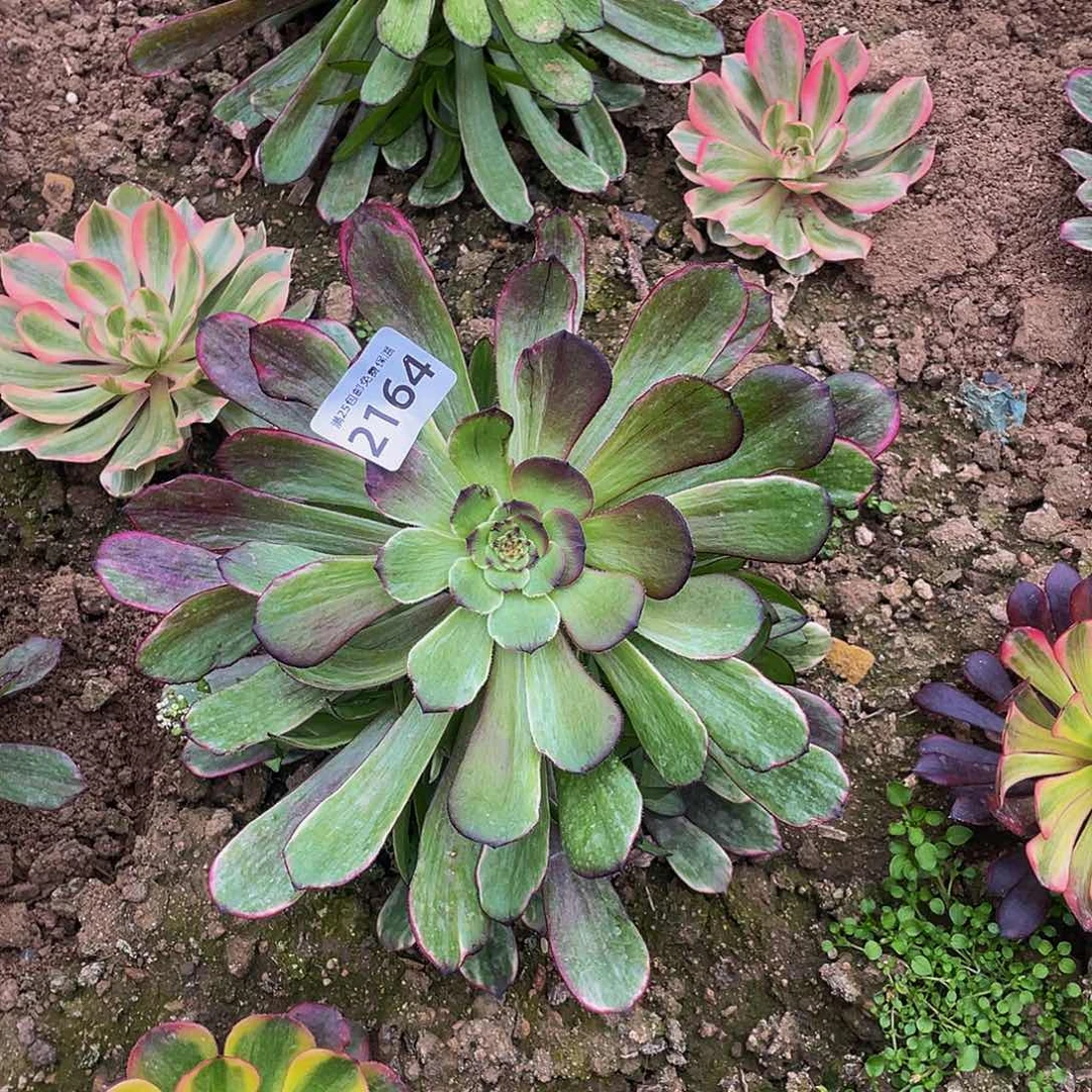 2164紫浪多肉植物