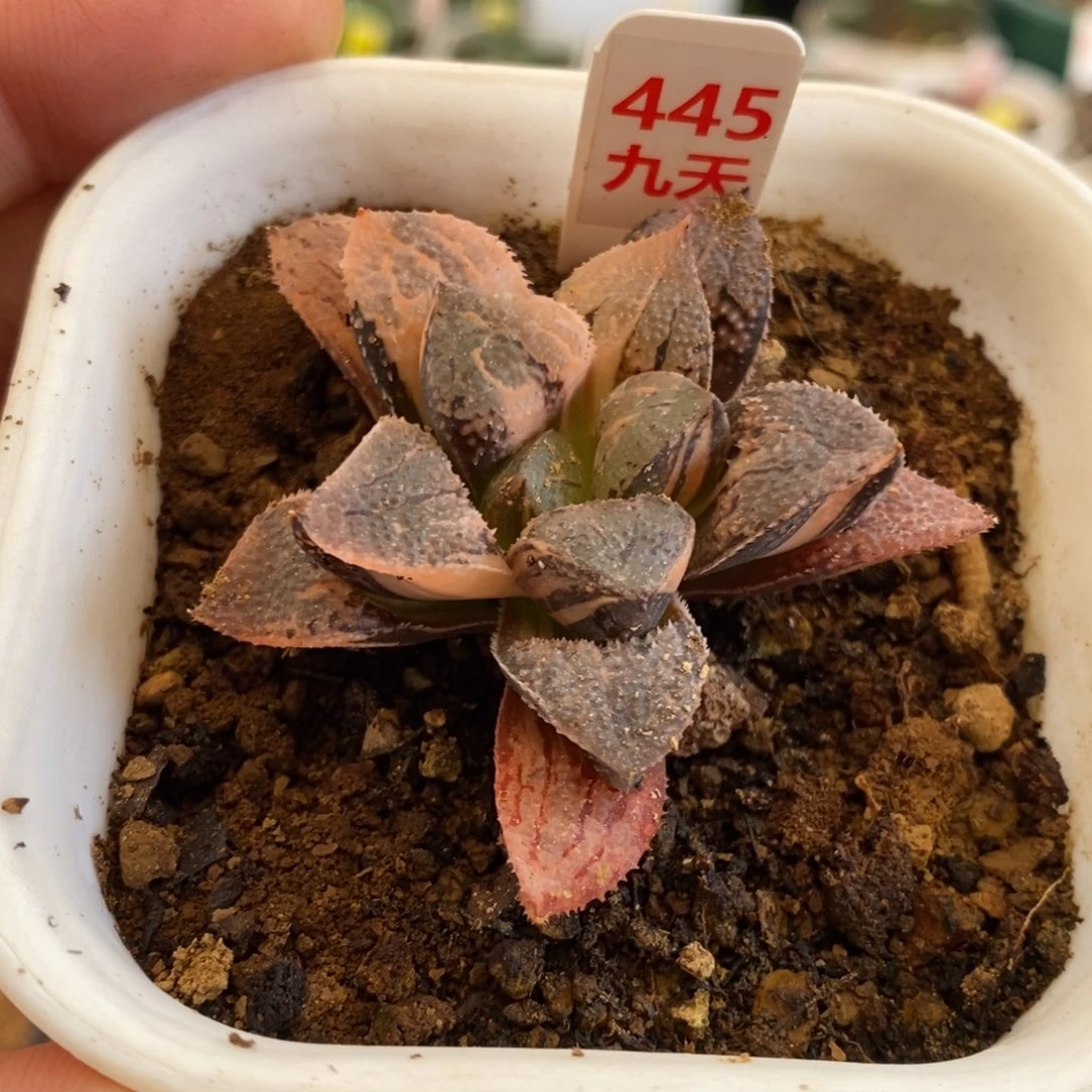 445号具味城锦多肉植物