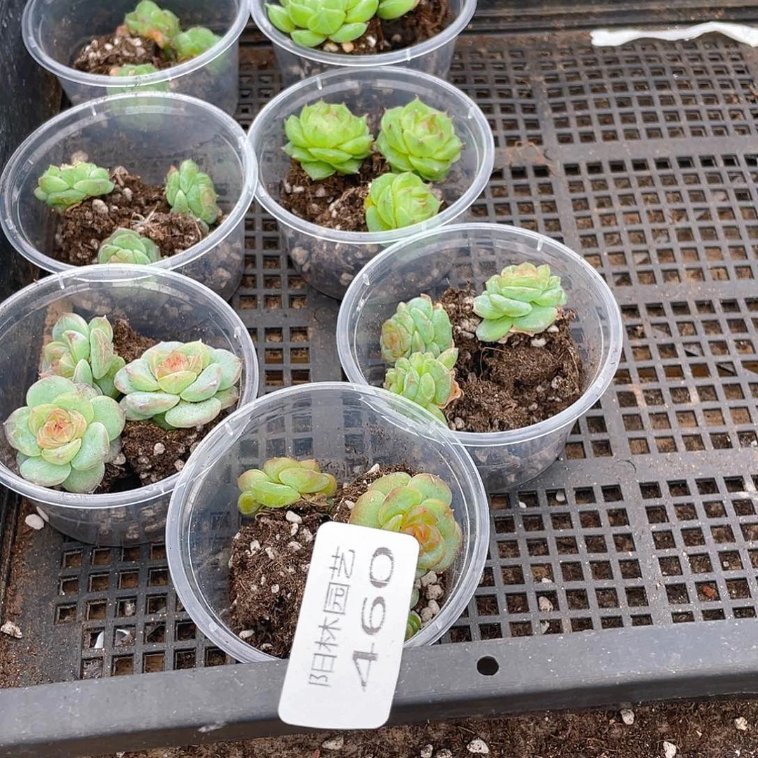 李****多肉植物多肉植物460