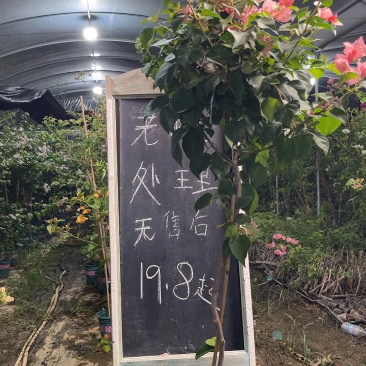 无花朵三角梅三角梅655