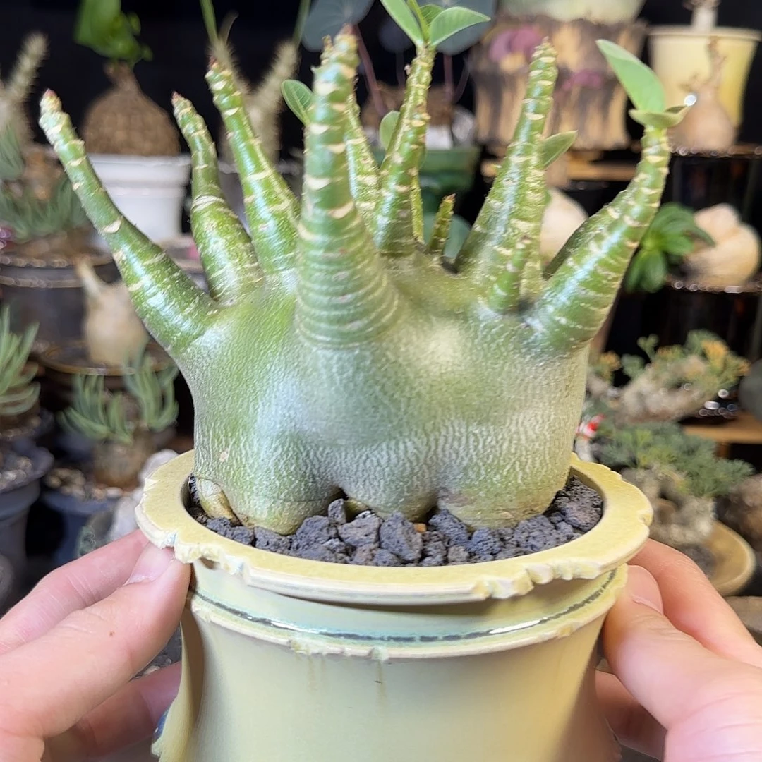 一物一拍哥斯拉沙漠玫瑰480