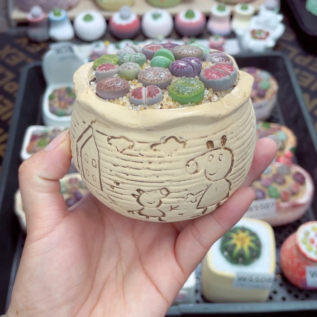 w5513 带盆土发货一物一拍