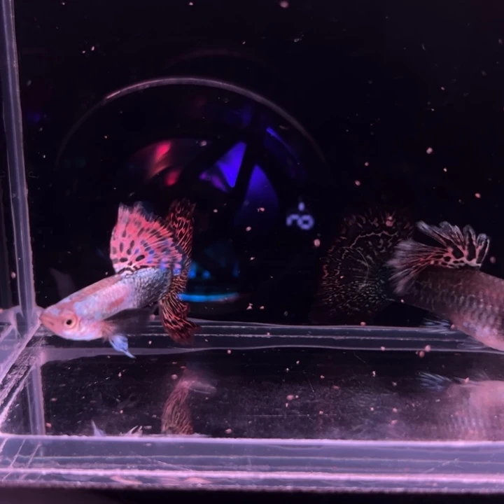 孔雀鱼精品红龙1对