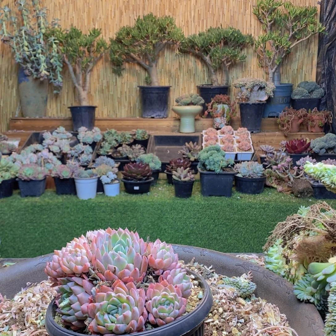 妃*332号阿尔巴佳人