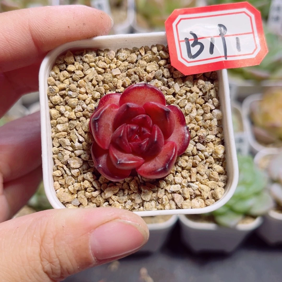 宇***骨B191 一物一拍 桃花林