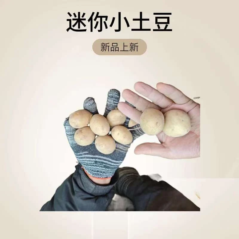 贵州威宁高山新鲜黄心小土豆农户自种迷你马铃薯洋芋