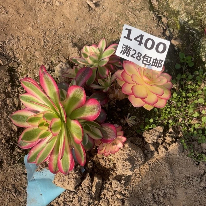 1400倾城母本二号棚E