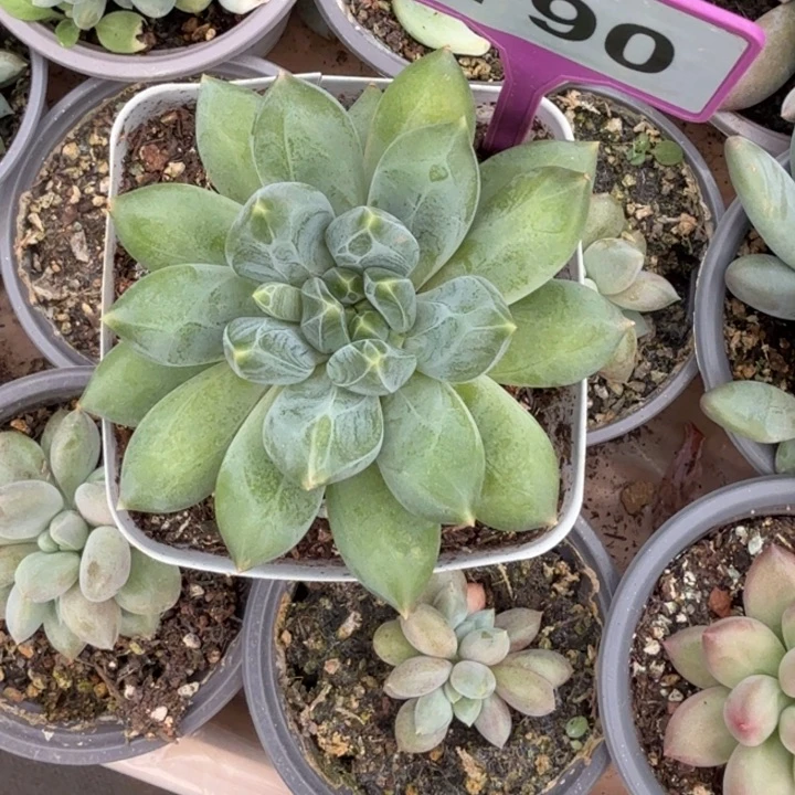 多肉植物彩体重楼790