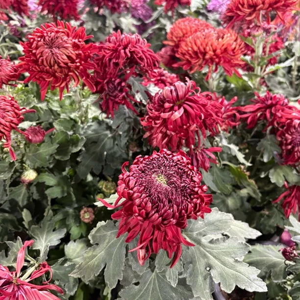 新品福爱万家国菊到手一盆