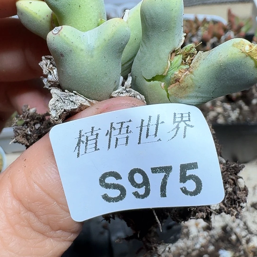 975号多肉植物哇g v