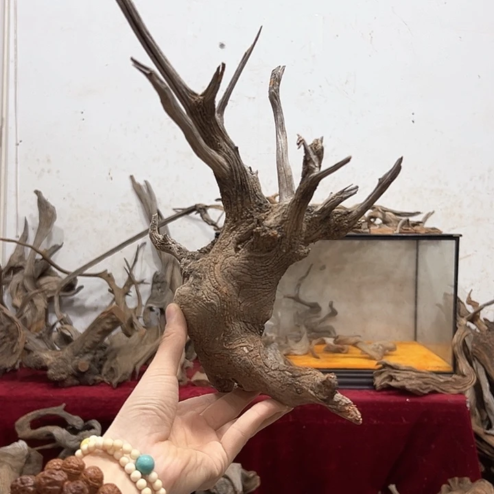 柏木洋**龙我们的生活也会越来越美好