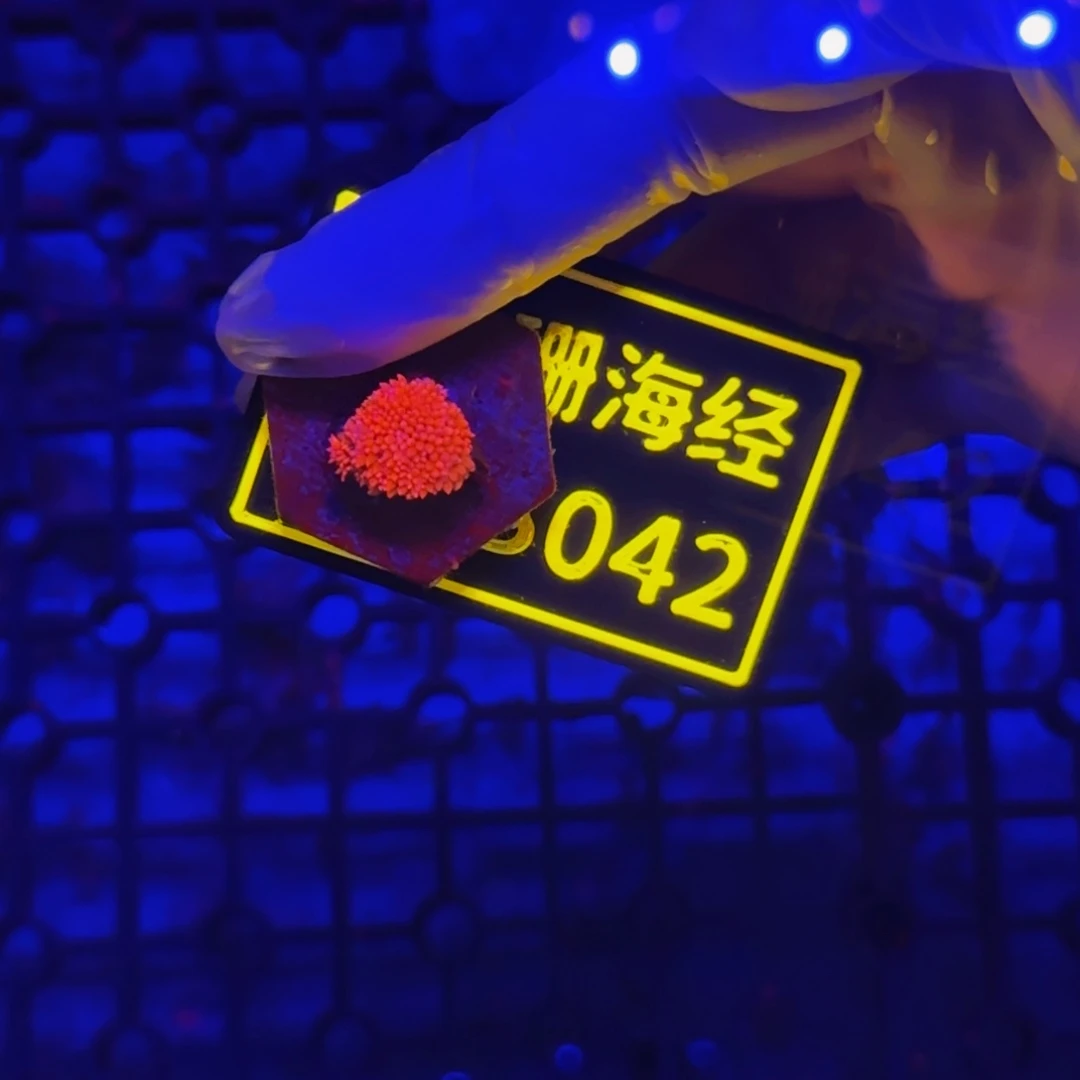 纽扣珊瑚小**?晓晓澳彩切件B042