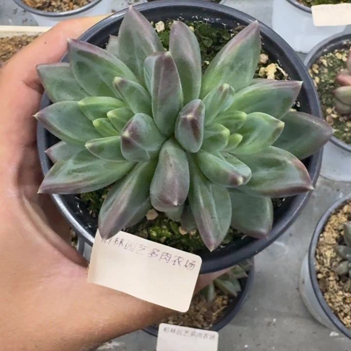 美人杂交  一物一拍