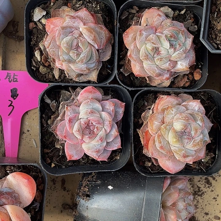 粉钻2.8带盆土发货