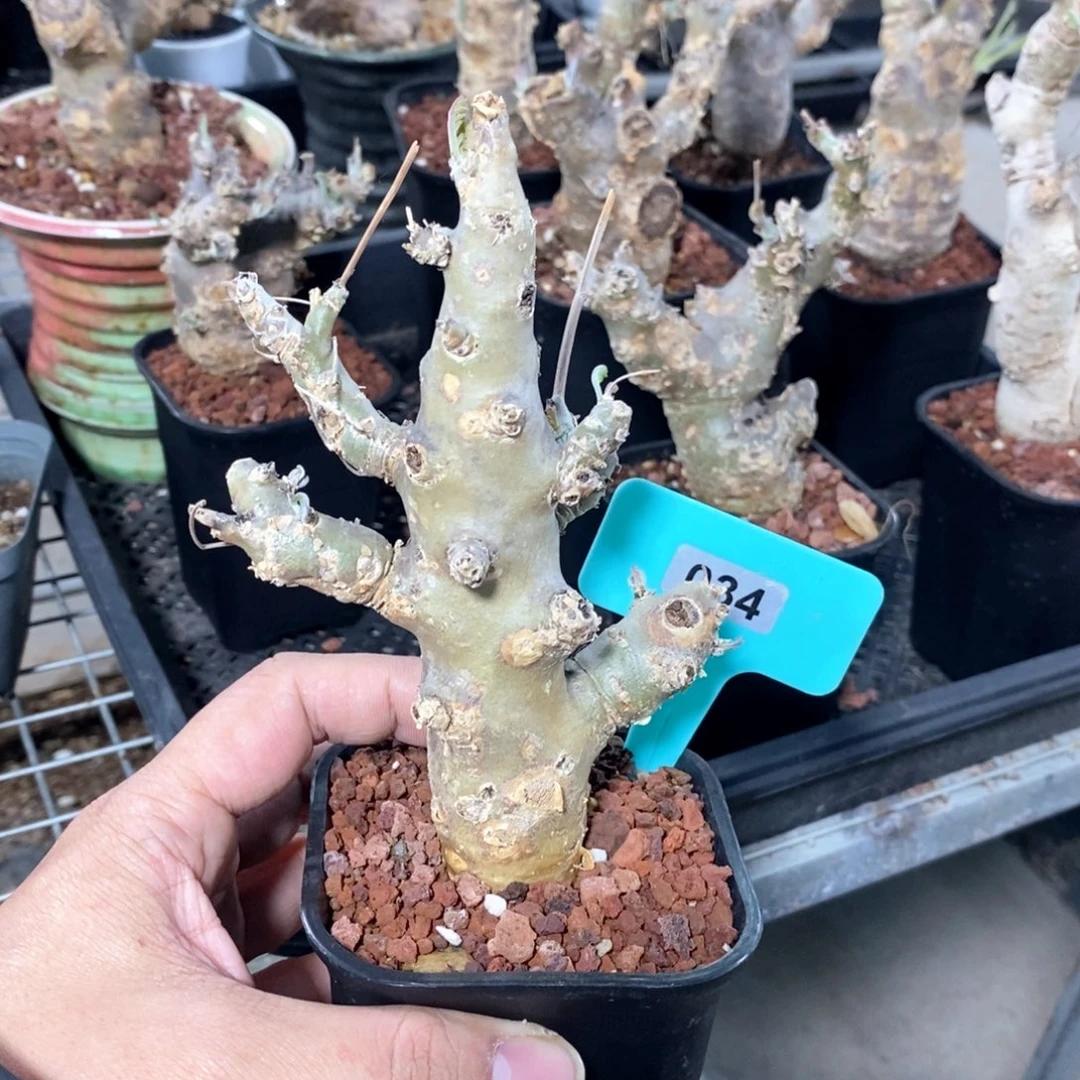 产地沉香鹿茸杨奎产地