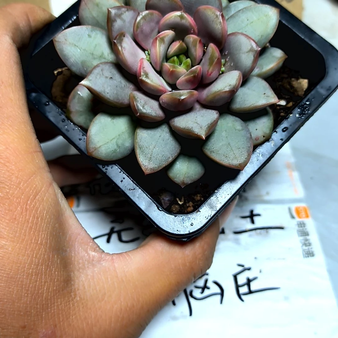 满6元包邮，大盆大颗葡萄单头
