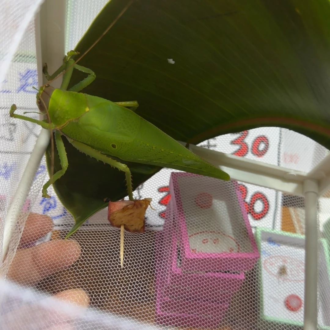 鹏***鸣虫用具一盒绿色包邮