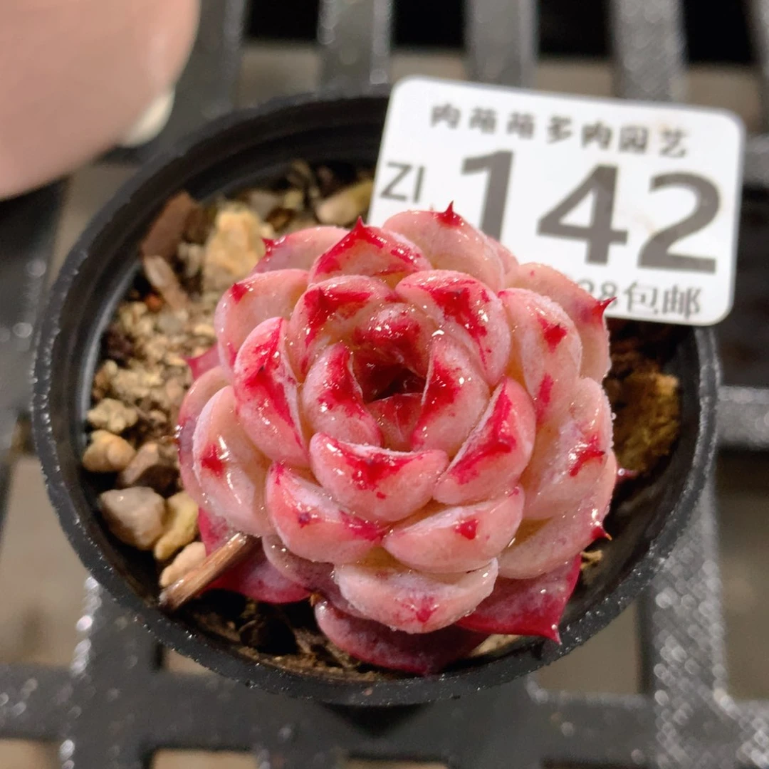 肉萌萌拇指盆精控多肉ZI142