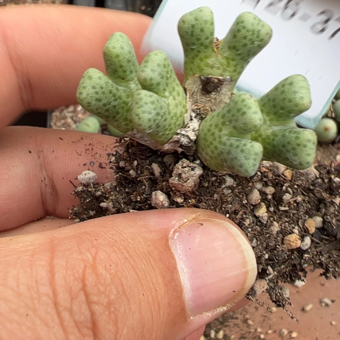 26-37鹿角斑马多肉植物