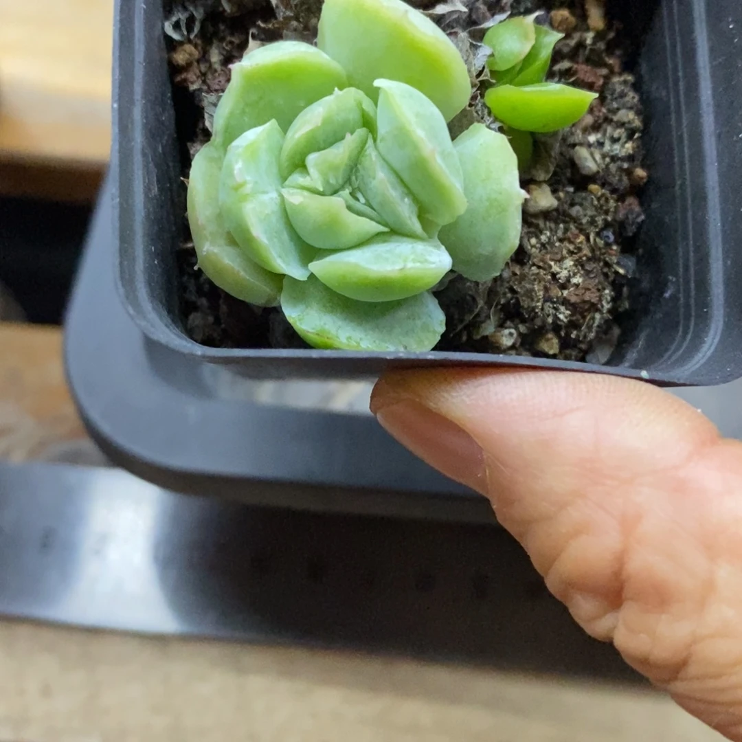 精品多肉一物一拍不包整284