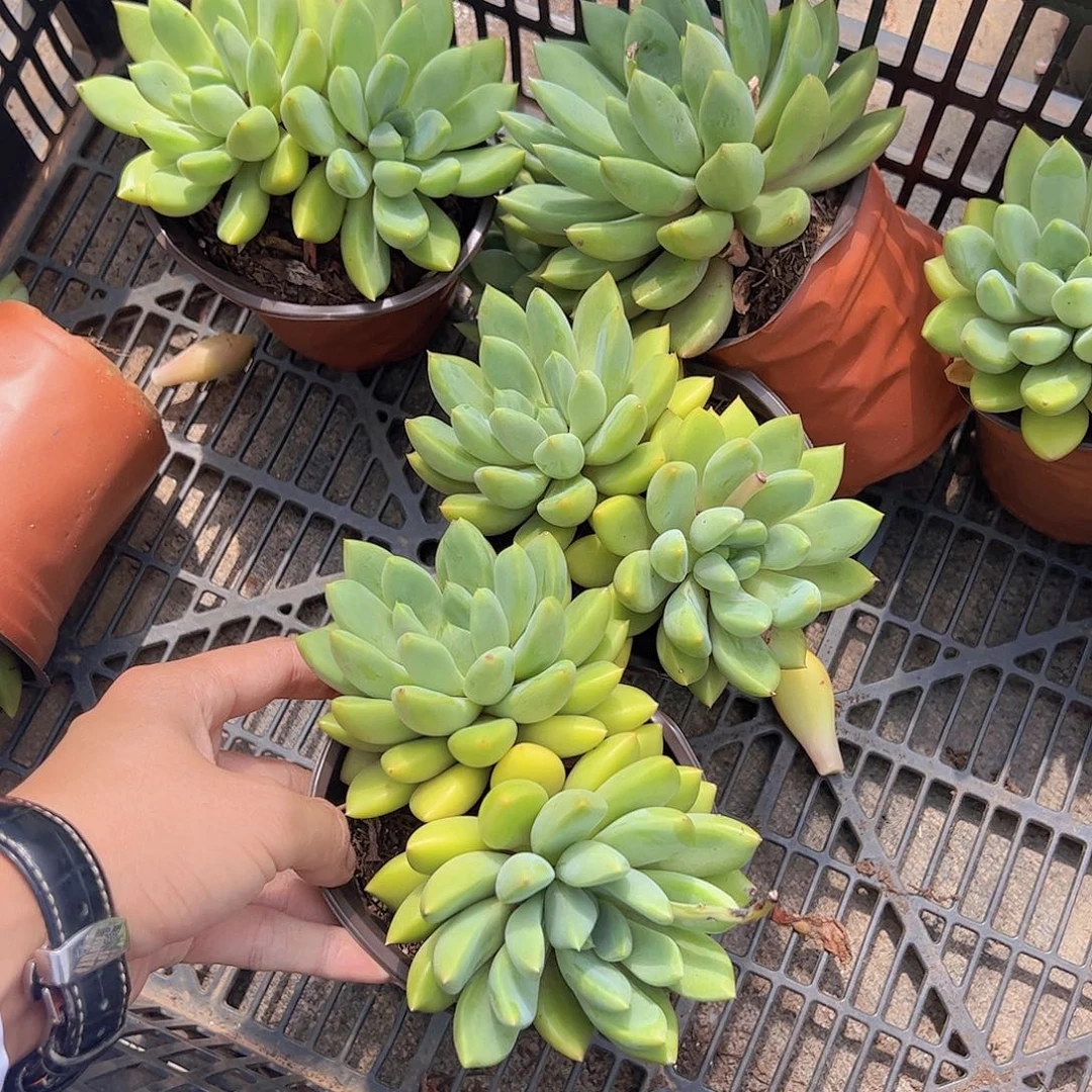 黄金象牙双头起发精品