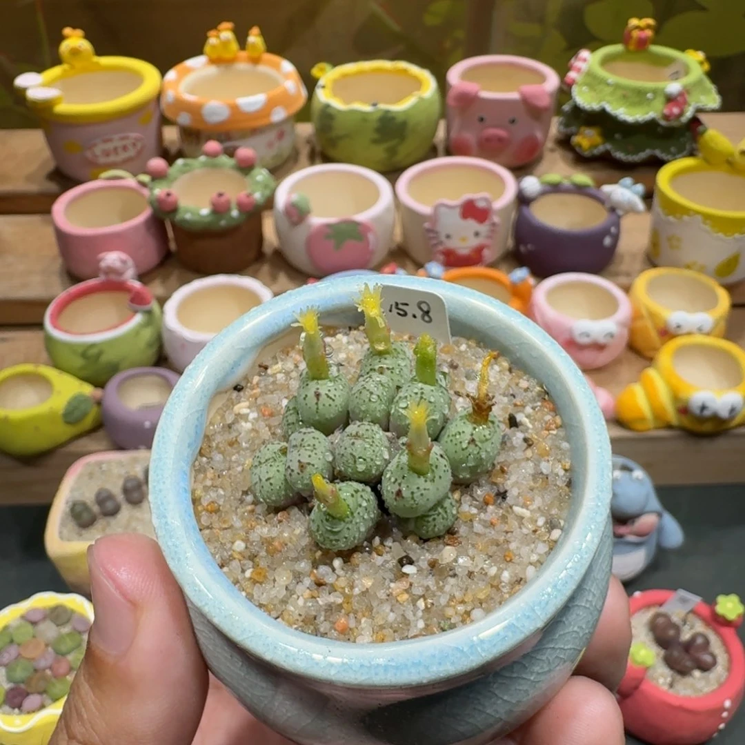 蘑菇1089肉锥群多肉植物