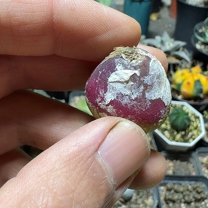 755灯泡实生脱土发货