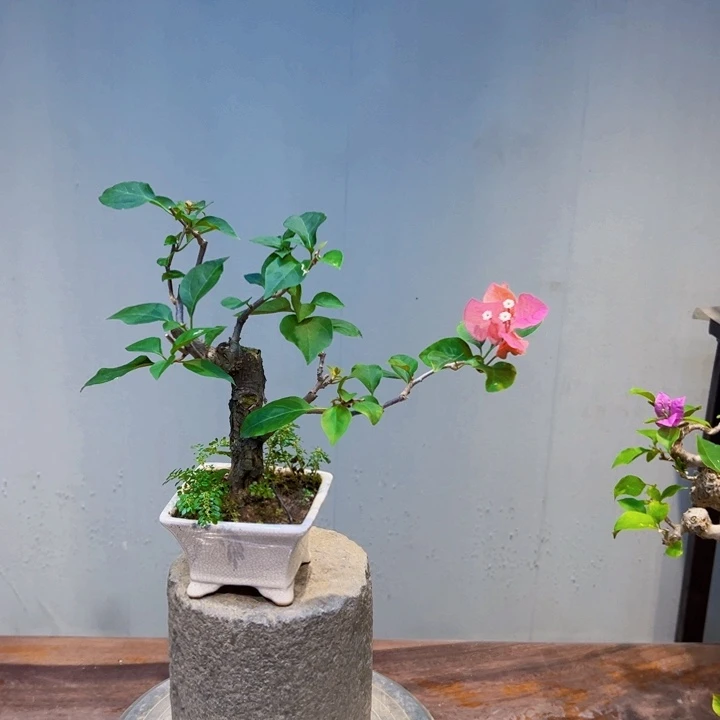 小***爱完全开放同安红三角梅