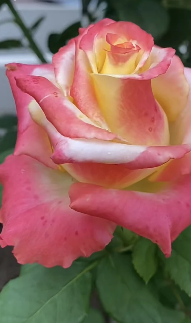 阿馥苑高端切花【彩虹糖果】月季花苗