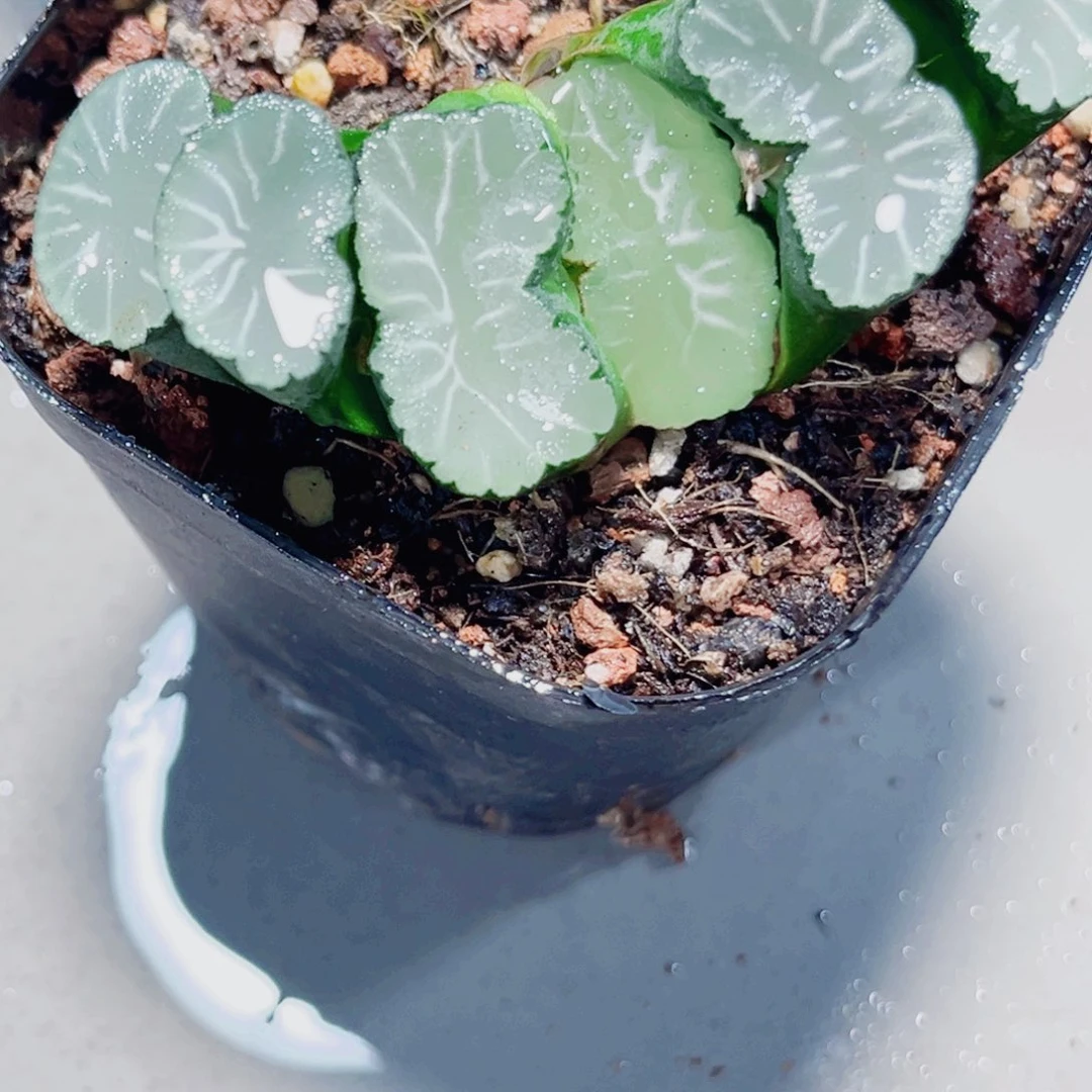 白亚玉扇多肉植物6666