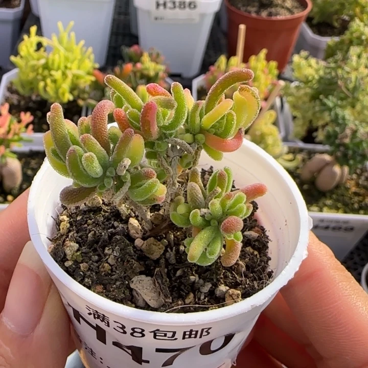 470-多肉植物枝干荧光兔锦