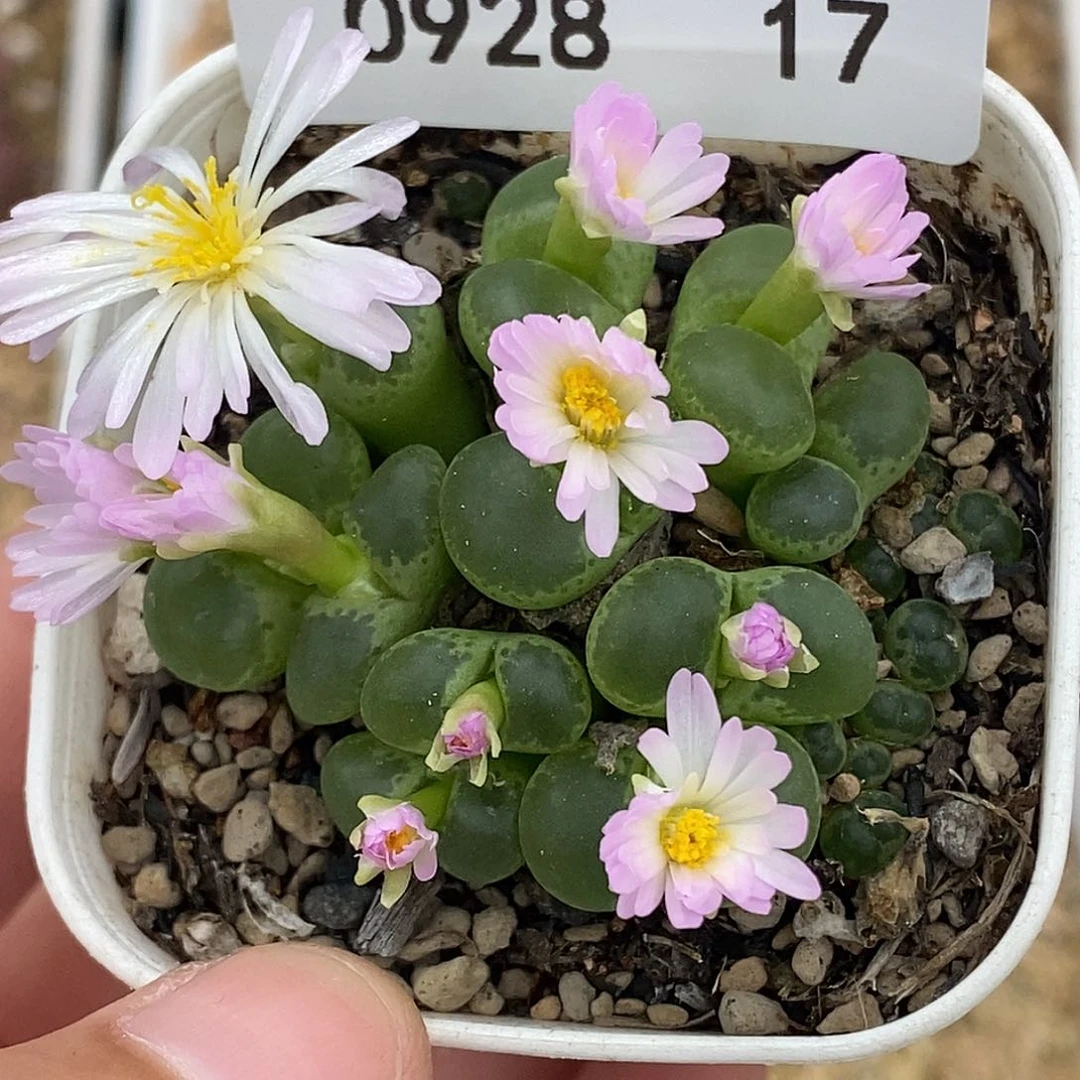 0928-17-绿眼睛有伤特。