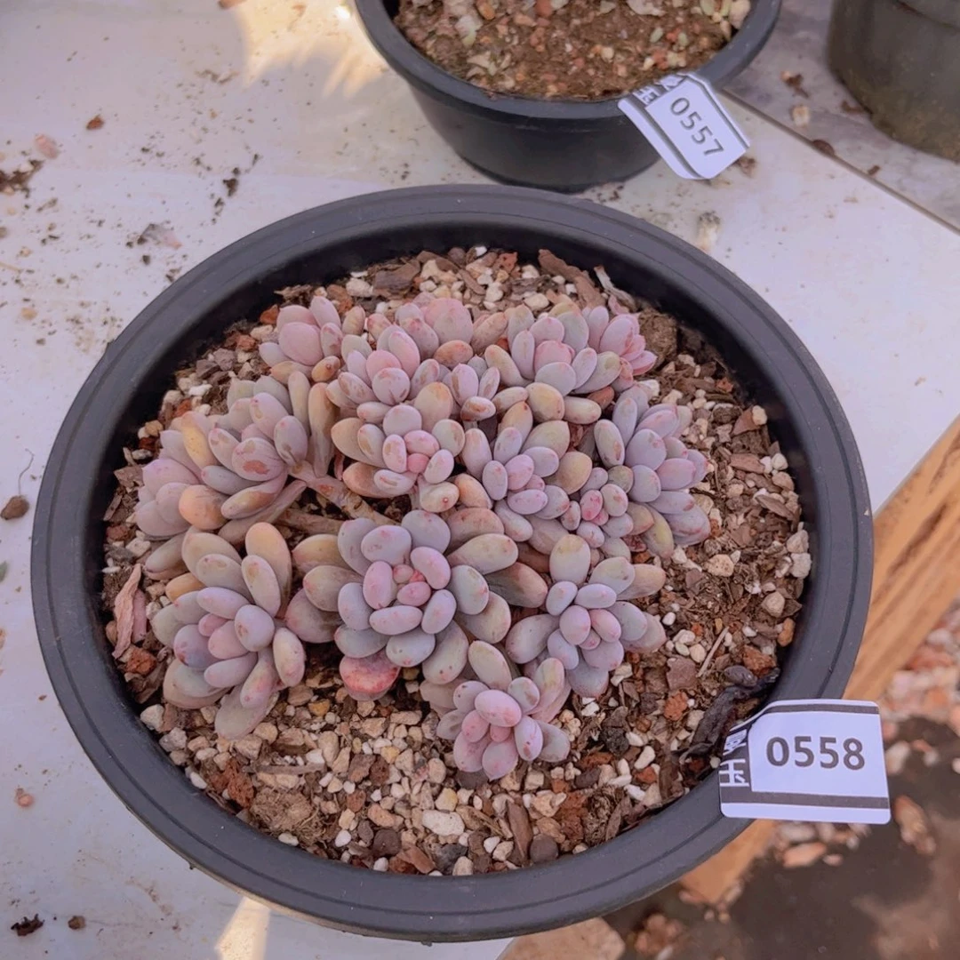 香香雪多肉植物0558