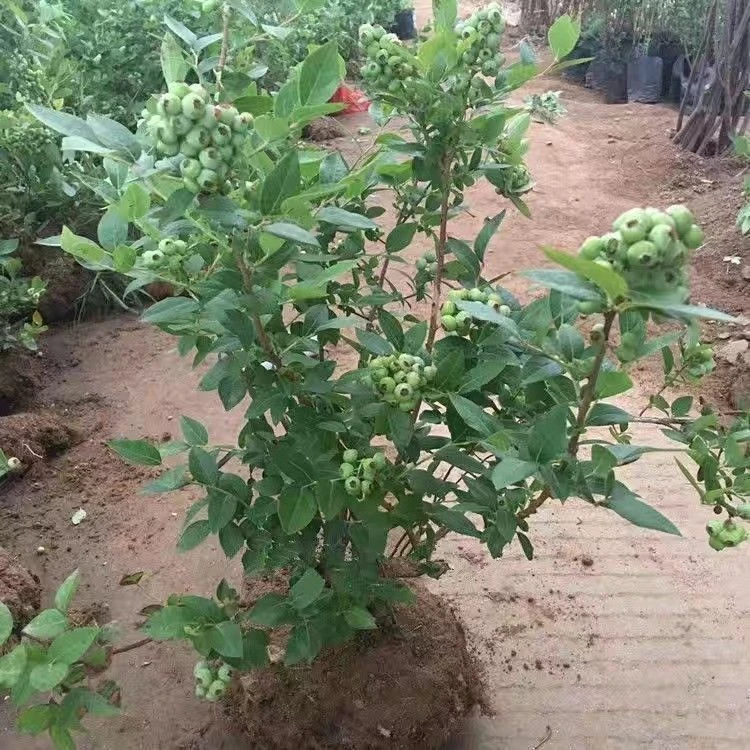 [地栽带土球]蓝莓苗花香25蓝莓南北方庭院阳台种植盆栽地栽果树室