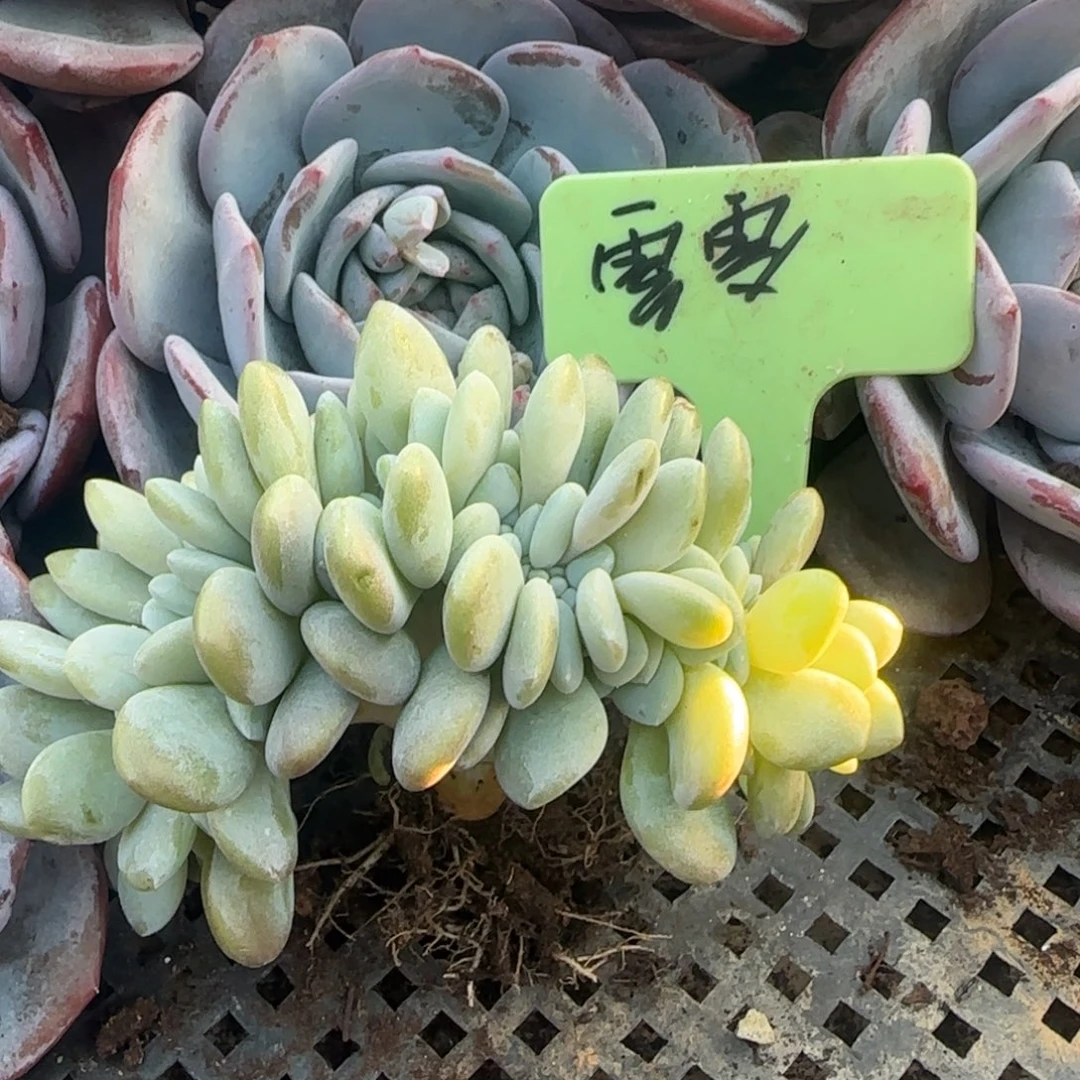 粉兔缀化五十包邮老桩