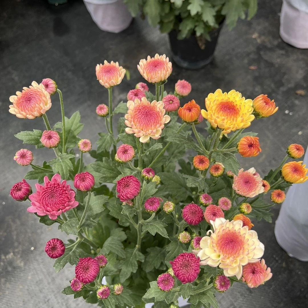 三色宝莲灯小雏菊盆栽耐热耐寒四季开花阳台易爆盆原盆原土发货