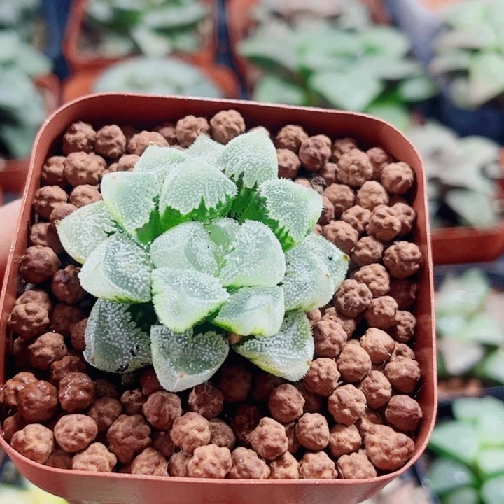 诺***阳十二卷 白帝城 瑕疵