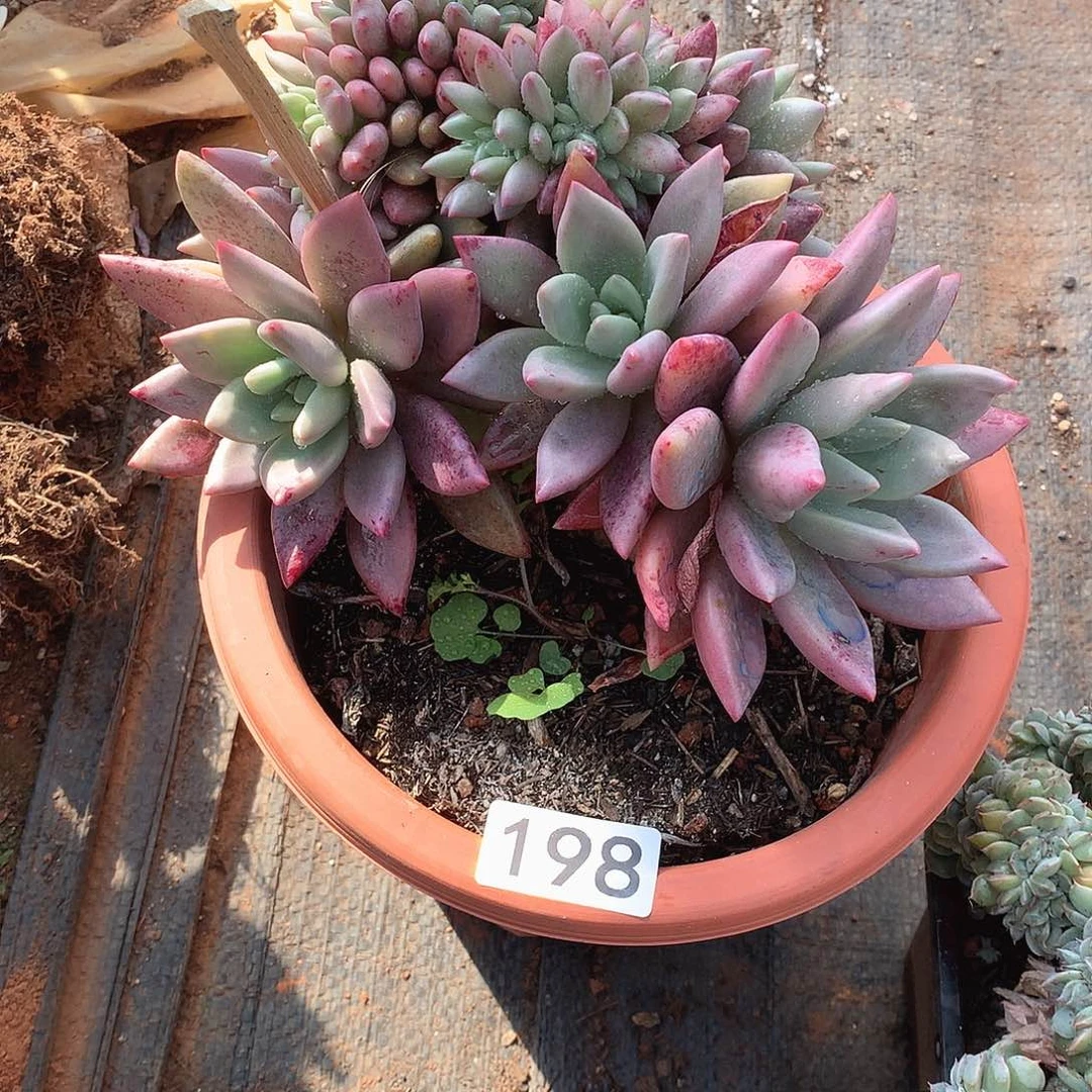 198桃花源 一物一拍多肉