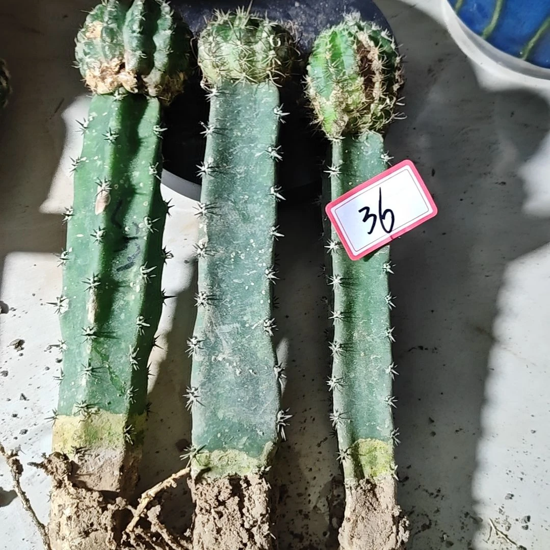 丽花牡丹l33两个金荷花瑕疵36