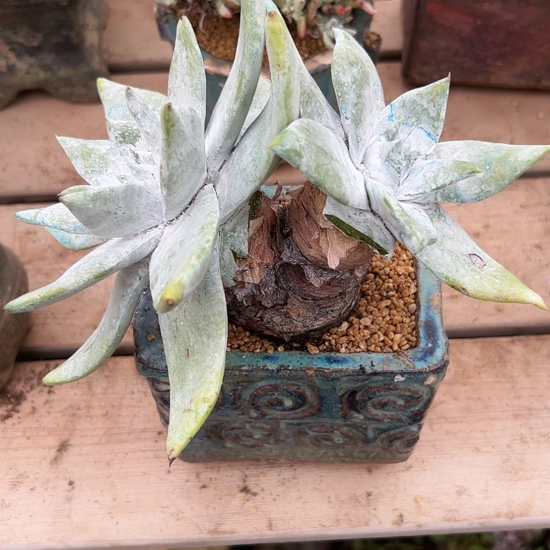 3738赛丽娜仙女杯多肉