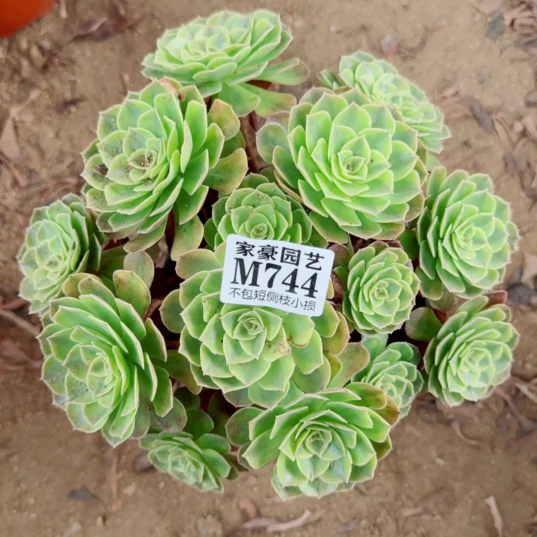 雨荷发师744冠幅22
