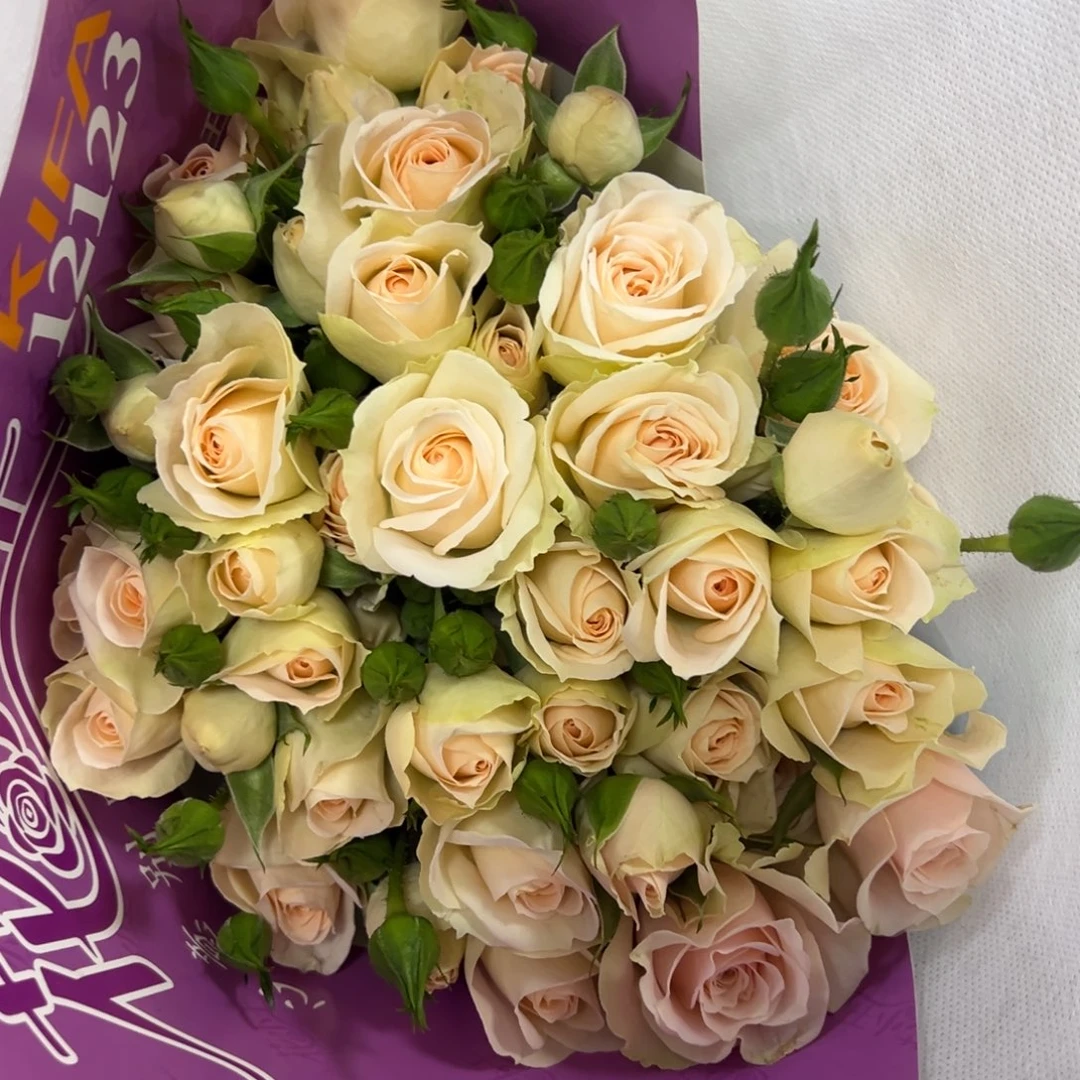 测试多头 10支装 拍满三单包邮