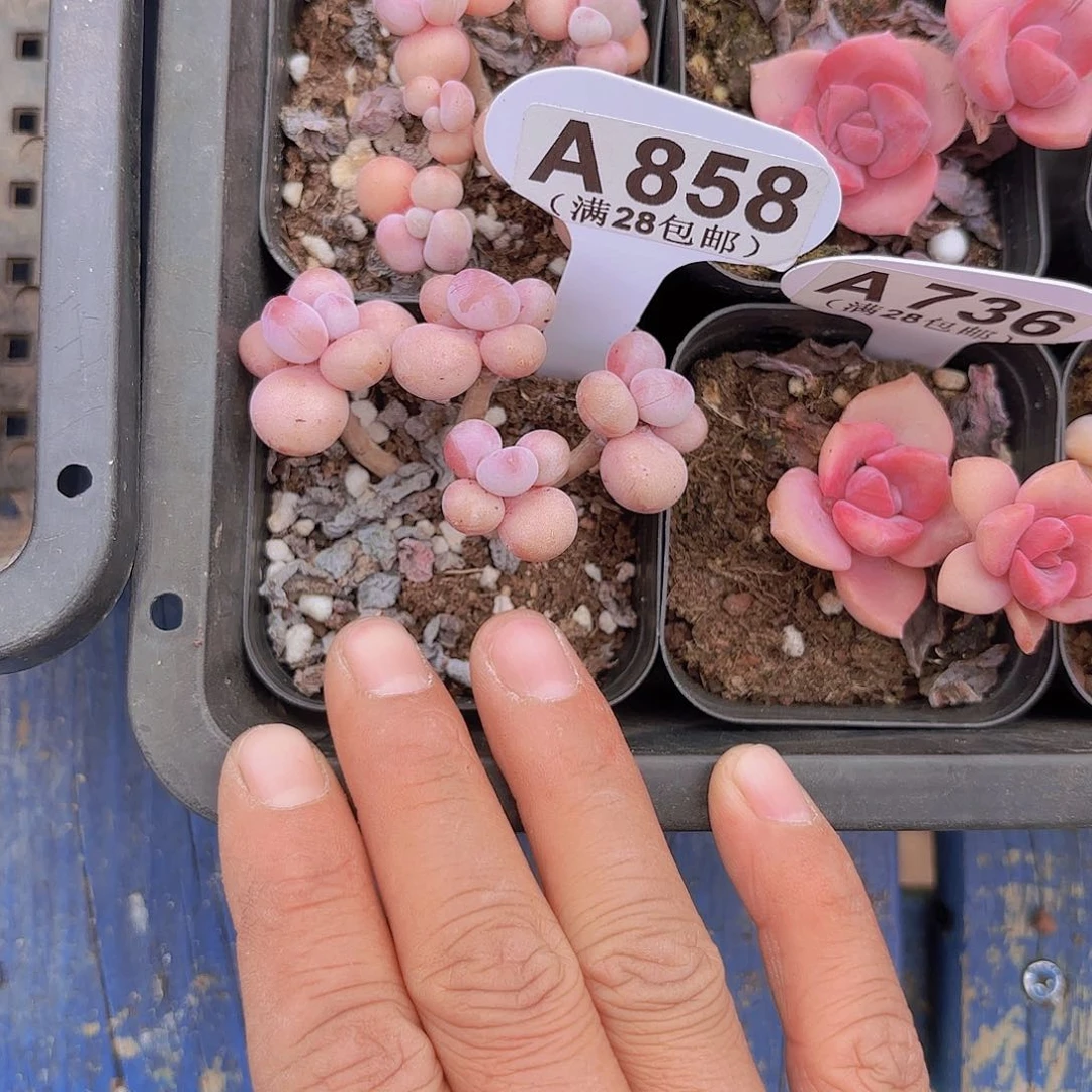 A858丸叶糖果桃蛋一物一拍