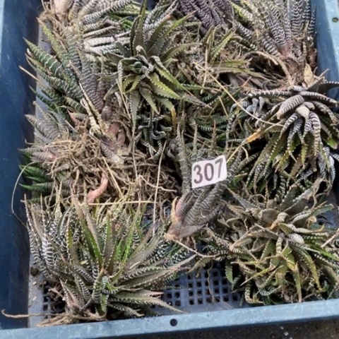 307硬叶一筐一物一图如图