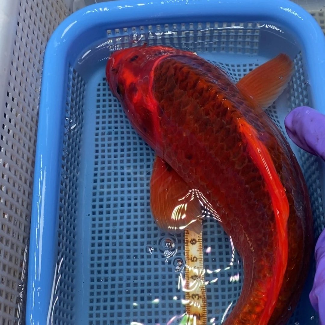 锦鲤冷水锦鲤包邮