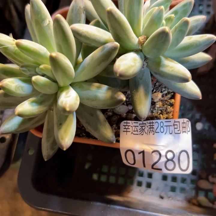 幸运的是我还在努力地