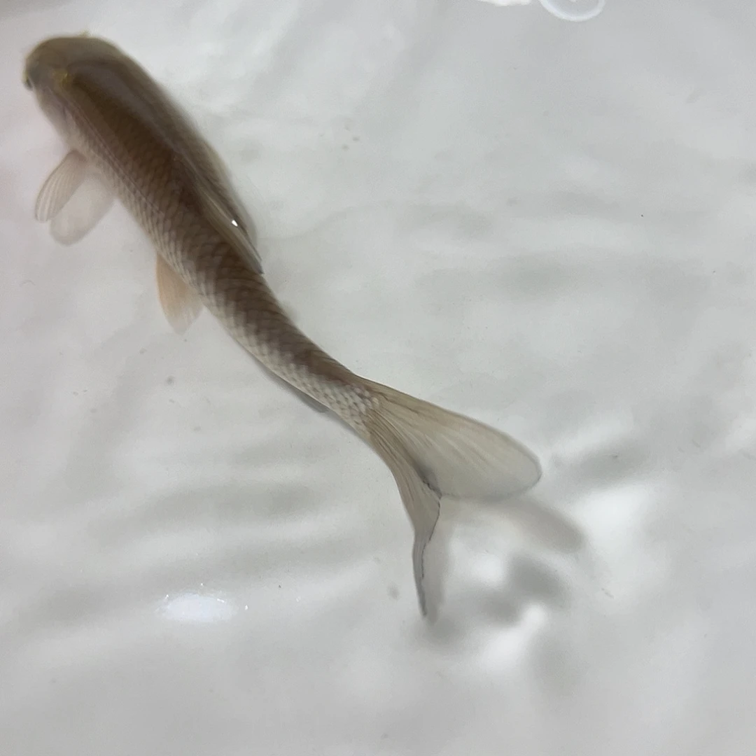 草鱼8-10分公40条送10防损