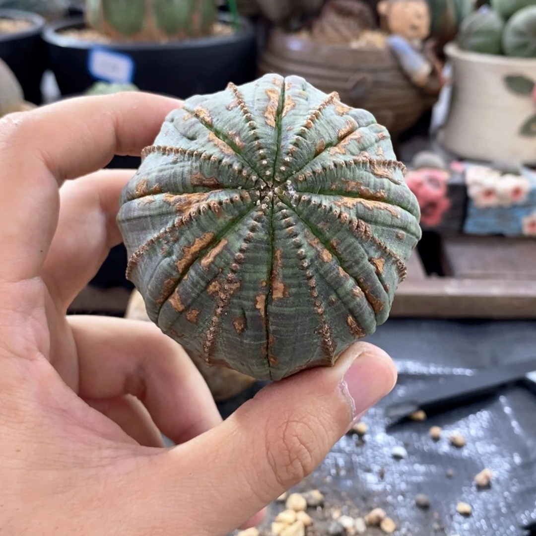 默***Z原产地布纹球多肉植物9折